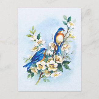 Postal Dos Bluebirds