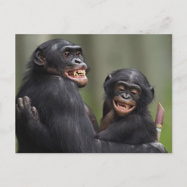 Postal Dos bonobos sonrientes (Anverso)