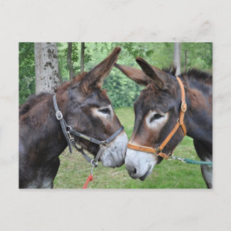 Postal Dos burros amigables