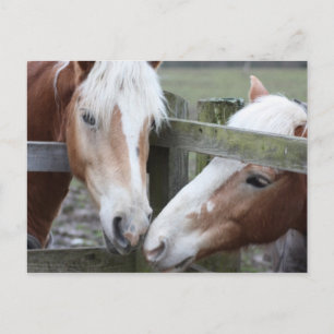 Postal Dos caballos