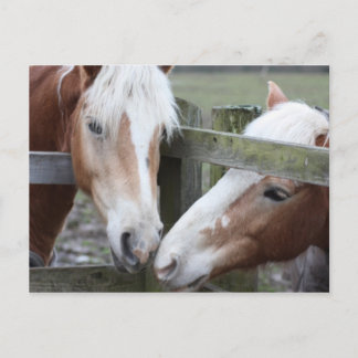 Postal Dos caballos