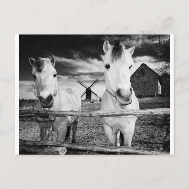 Postal Dos caballos (Anverso)