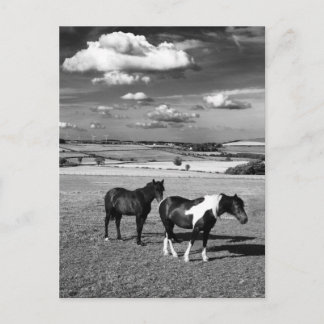 Postal Dos caballos