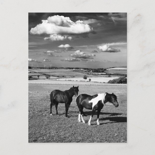 Postal Dos caballos (Anverso)