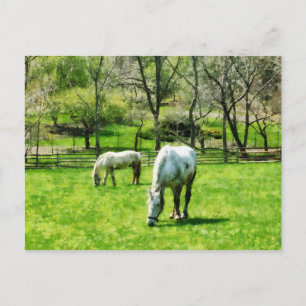 Postal Dos Caballos Blancos Alborotando