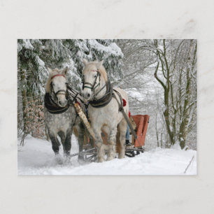 Postal Dos caballos blancos tirando de un trineo a través