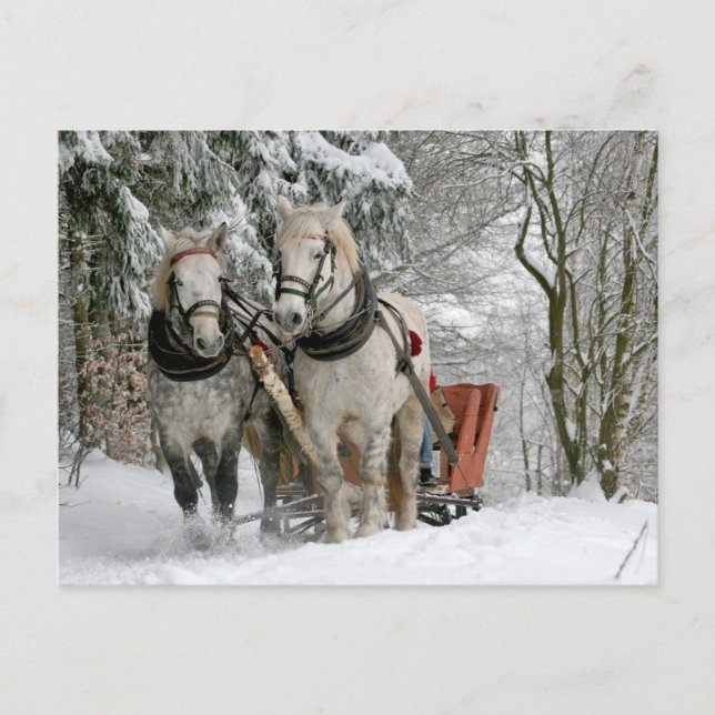 Postal Dos caballos blancos tirando de un trineo a través (Anverso)
