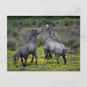 Postal Dos caballos Buck y Play