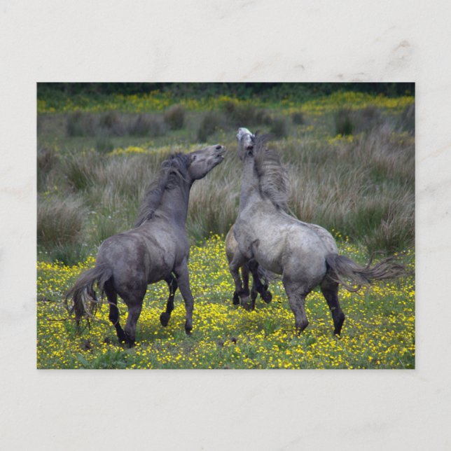 Postal Dos caballos Buck y Play (Anverso)