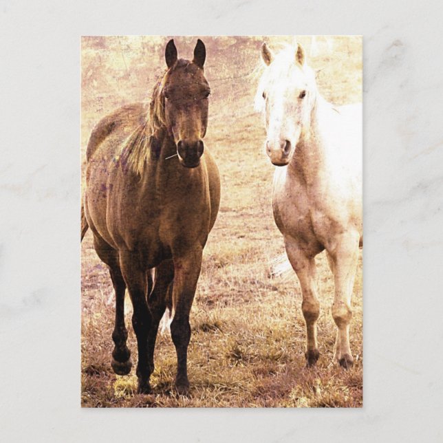 Postal Dos caballos Buddies Sepia (Anverso)