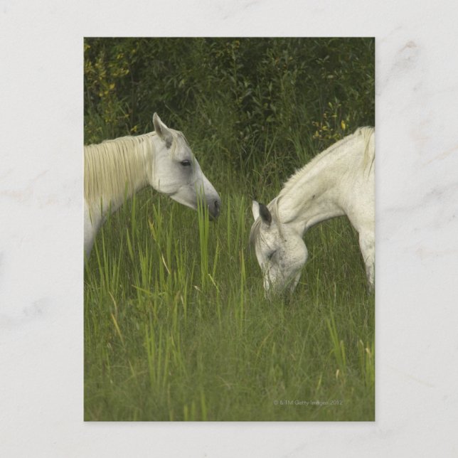 Postal Dos caballos comiendo pasto (Anverso)