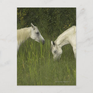 Postal Dos caballos comiendo pasto