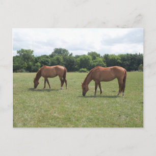 Postal Dos caballos de castaño brillando
