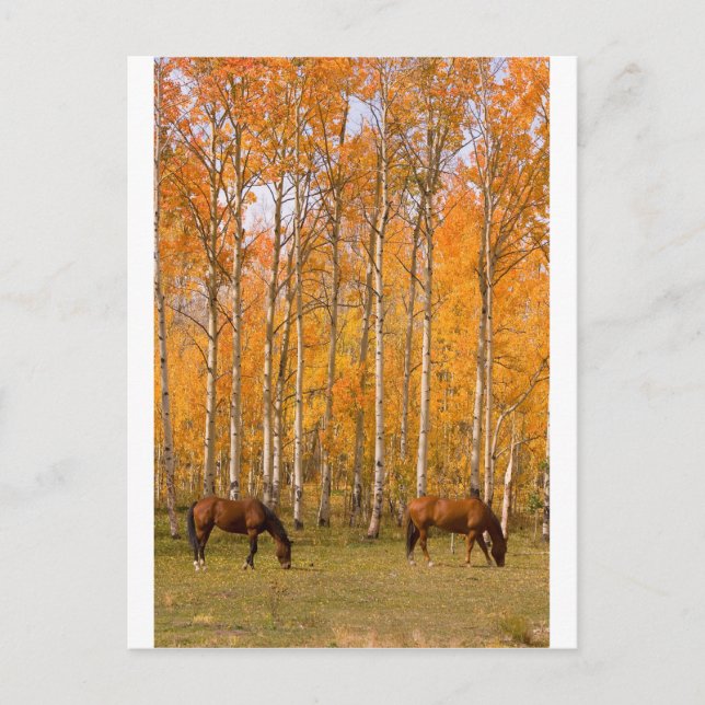 Postal Dos caballos de moda en el otoño (Anverso)