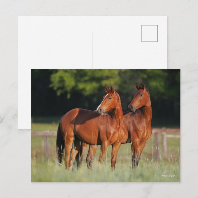 Postal Dos Caballos De Varsovia De Pie En Campo (Anverso / Reverso)