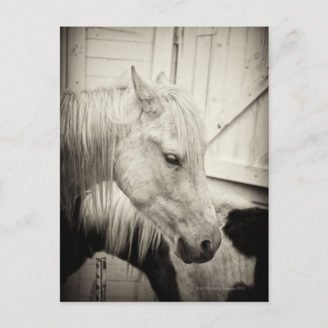 Postal dos caballos fuera de un establo - negro y blanco (Anverso)