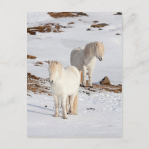 Postal Dos caballos islandeses blancos