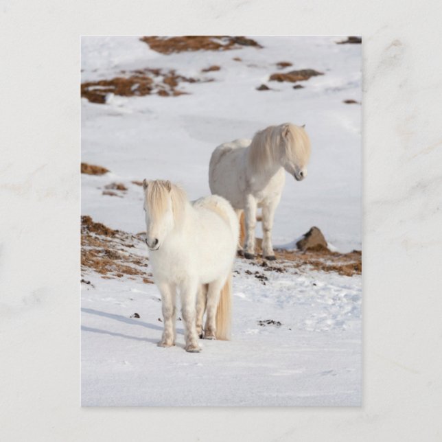 Postal Dos caballos islandeses blancos (Anverso)