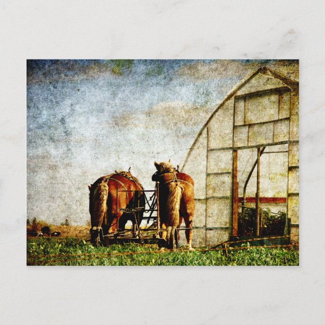 Postal Dos Caballos Listos Para El Trabajo (Anverso)