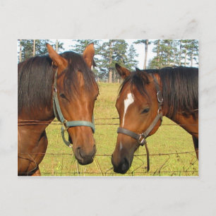 Postal Dos Caballos Marrones En Un Campo, Caballos Pensad