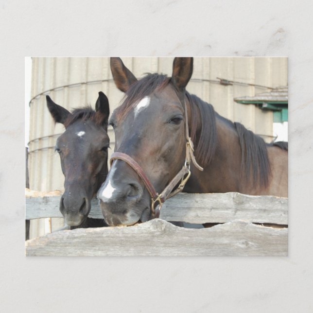Postal Dos caballos mastican una cerca (Anverso)