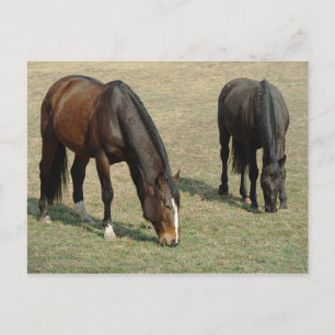 Postal Dos caballos - Postcard