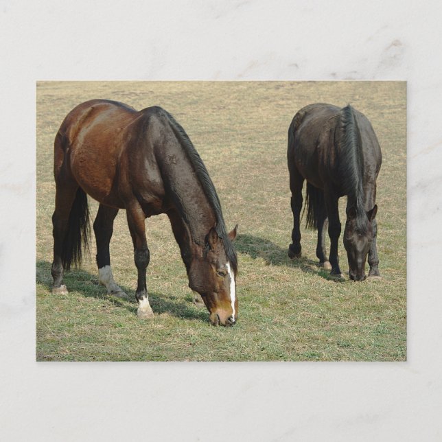 Postal Dos caballos - Postcard (Anverso)