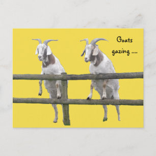 Postal Dos cabras mirando sobre la cerca