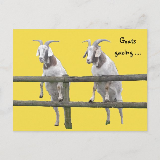 Postal Dos cabras mirando sobre la cerca (Anverso)
