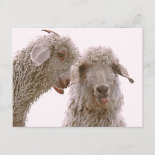 Postal Dos cabras tontas