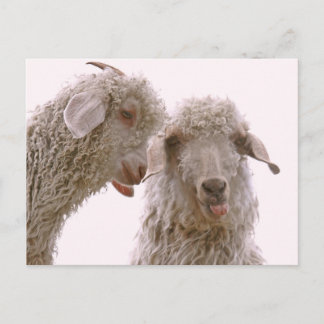 Postal Dos cabras tontas