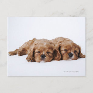 Postal Dos cachorros Cavalier King Charles Spaniel