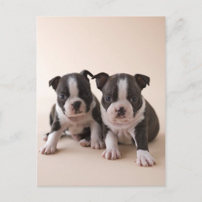Postal Dos cachorros de Boston Terrier (Anverso)
