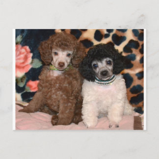 Postal Dos cachorros de juguete de canicé