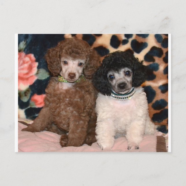 Postal Dos cachorros de juguete de canicé (Anverso)