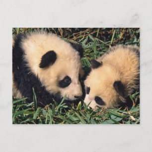 Postal Dos cachorros de la panda en el arbusto de bambú,