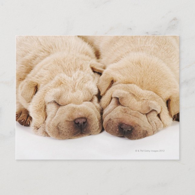 Postal Dos cachorros de Shar Pei durmiendo (Anverso)