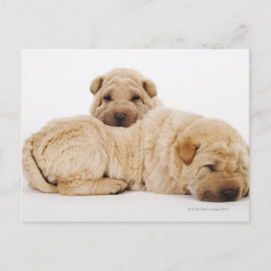 Postal Dos cachorros de Shar Pei durmiendo, toma de estud
