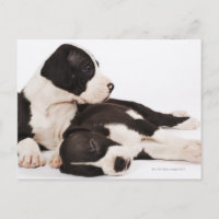 Dos cachorros Harlequin Great Dane