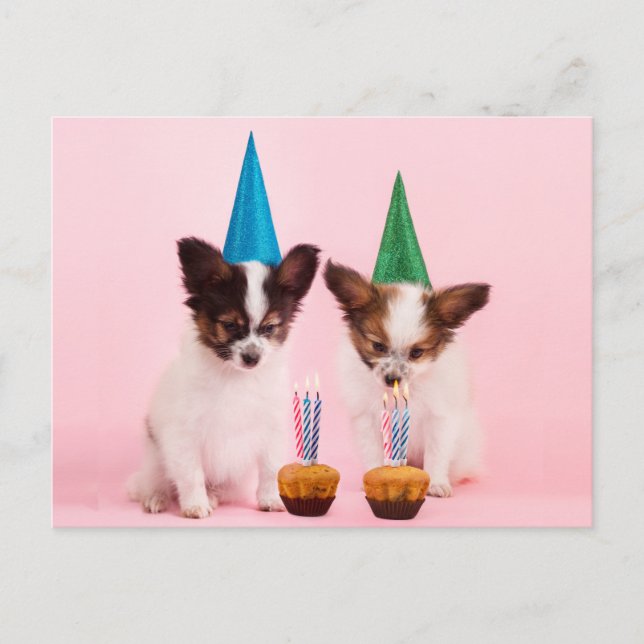 Postal Dos cachorros lindos / con sombreros y velas de cu (Anverso)