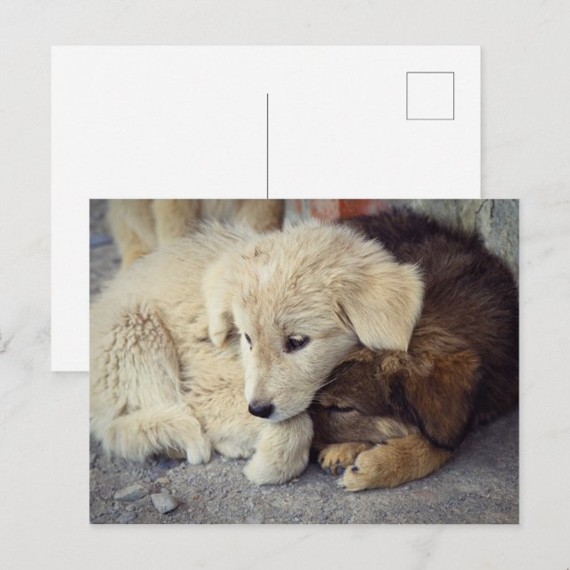 Postal Dos cachorros solitarios (Anverso / Reverso)