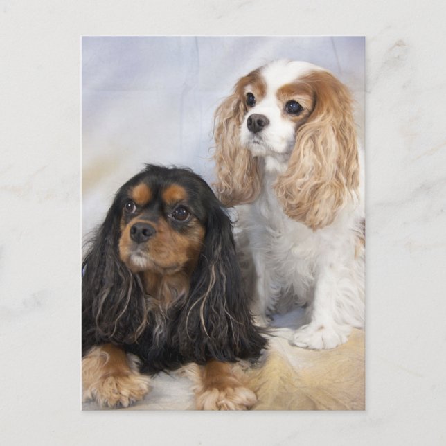 Postal Dos Cavalier King Charles Spaniels (Anverso)