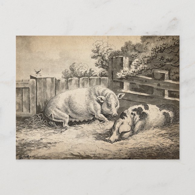 Postal Dos cerdos yacen en la paja en una pluma exterior (Anverso)