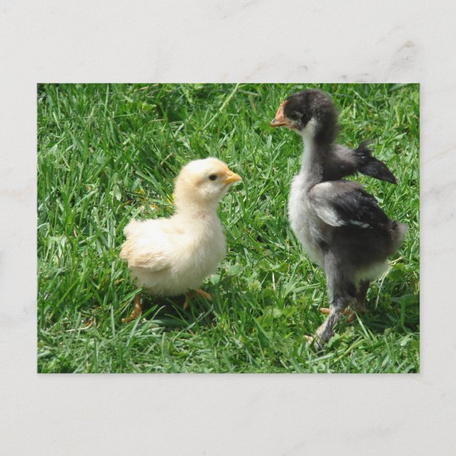 Postal Dos chichas discrepan (Anverso)