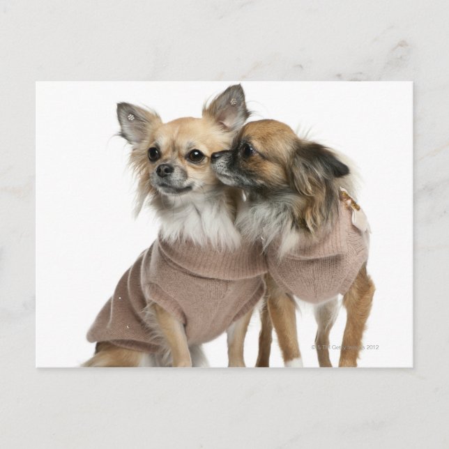 Postal Dos Chihuahuas vestidos (2 años) (Anverso)