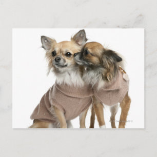Postal Dos Chihuahuas vestidos (2 años)