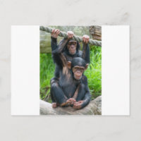 Dos chimpancés de bebé de mala calidad jugando
