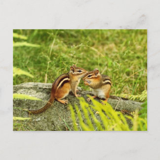 Postal Dos Chipmunks para bebés
