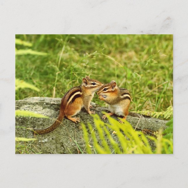 Postal Dos Chipmunks para bebés (Anverso)