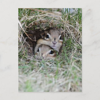 Postal Dos chipmunks para bebés tratando de salir de la m